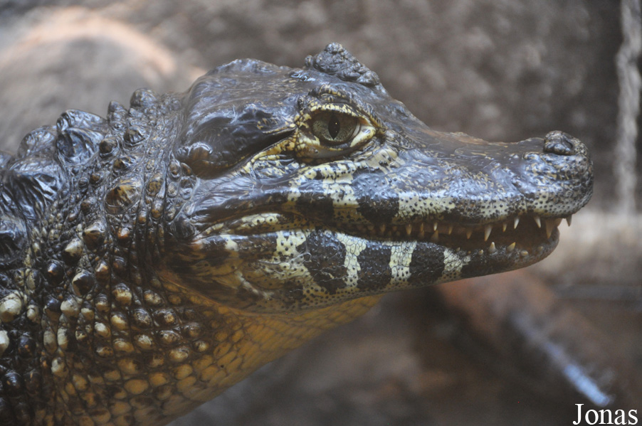 Caiman yacare