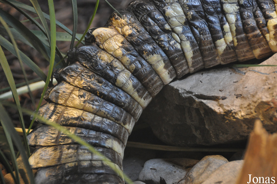 Caiman yacare