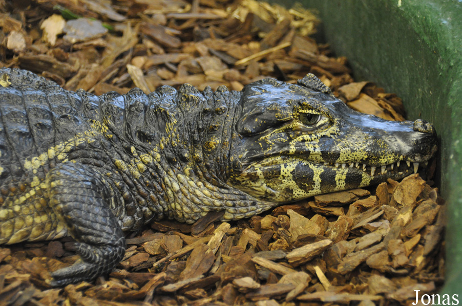 Caiman yacare