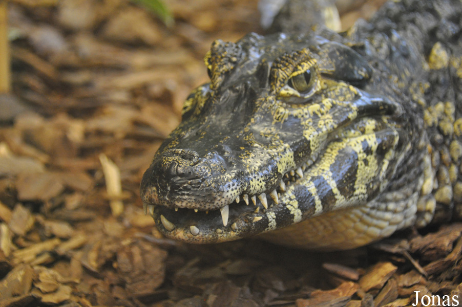 Caiman yacare