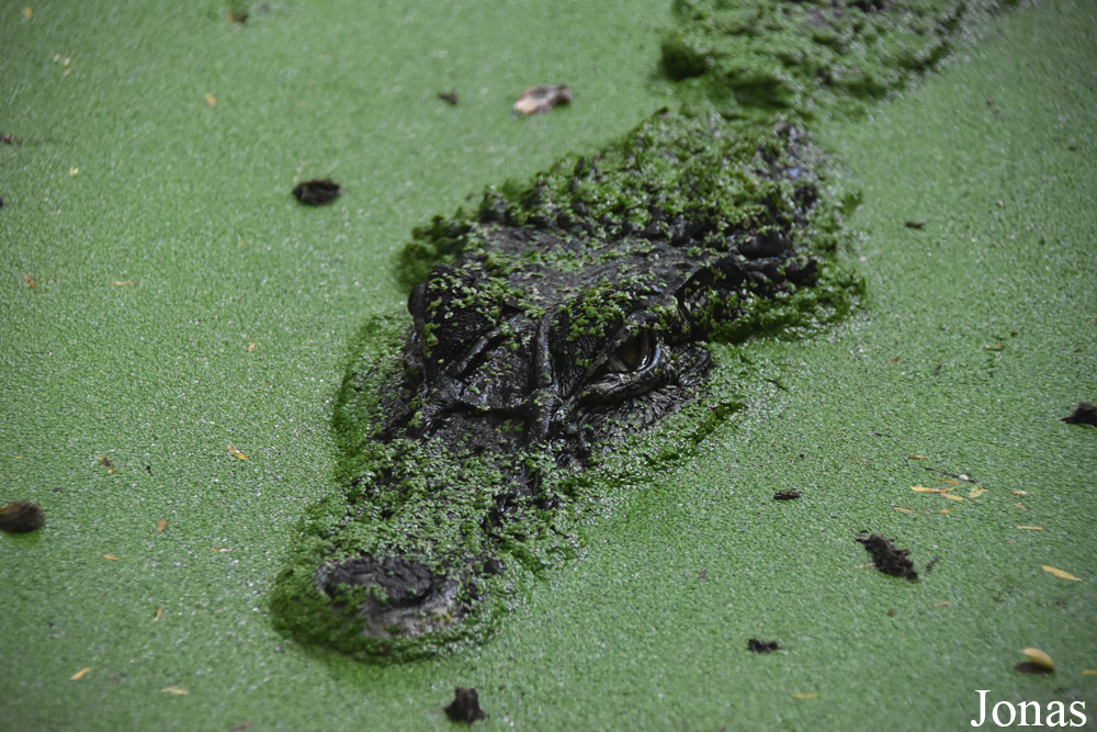 Melanosuchus niger