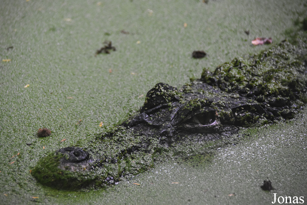 Melanosuchus niger