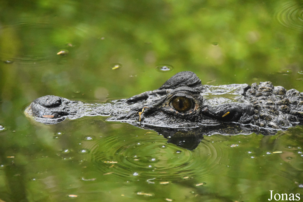 Melanosuchus niger