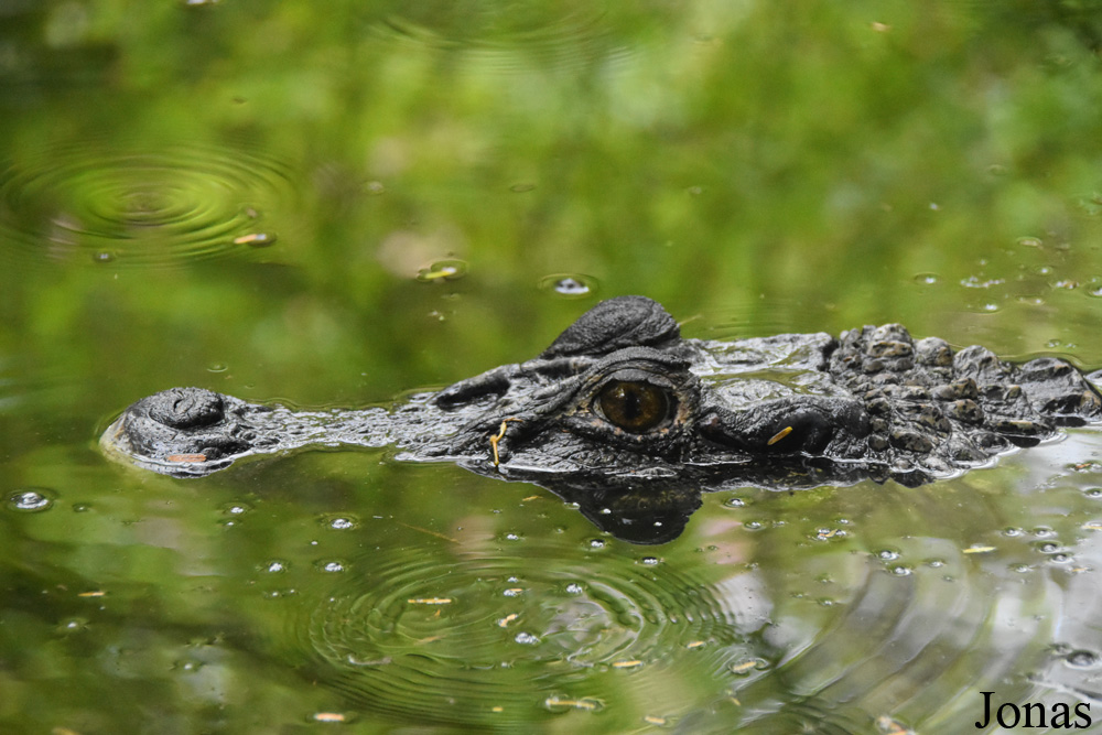Melanosuchus niger