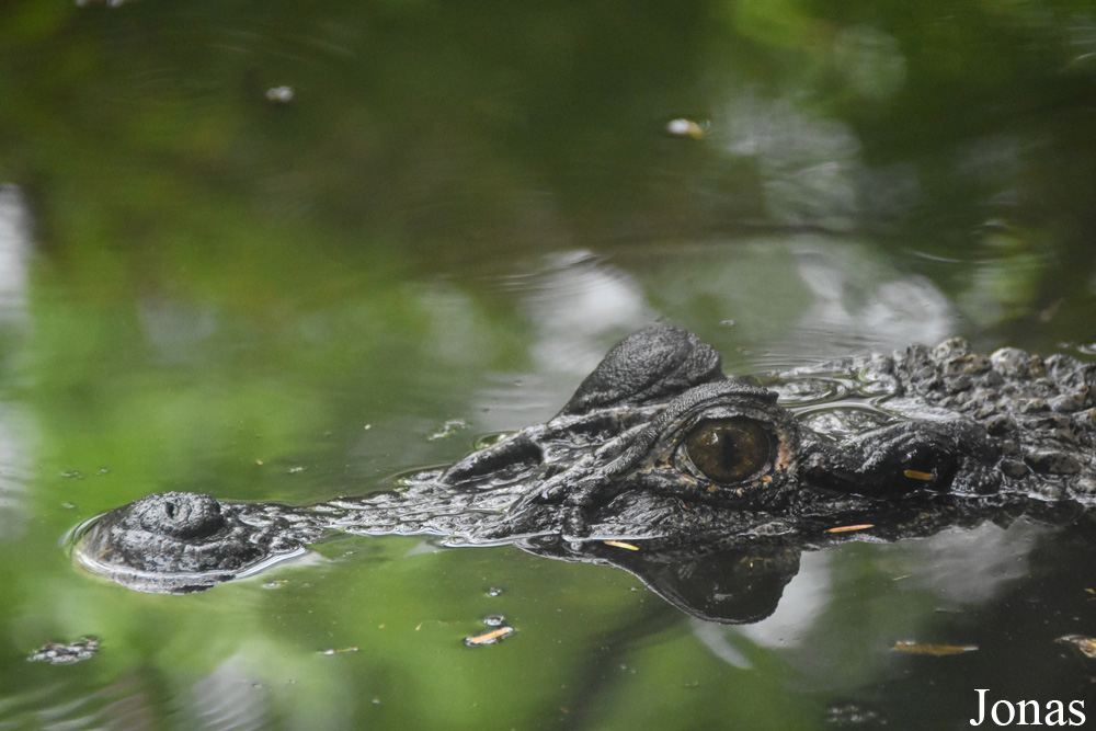 Melanosuchus niger