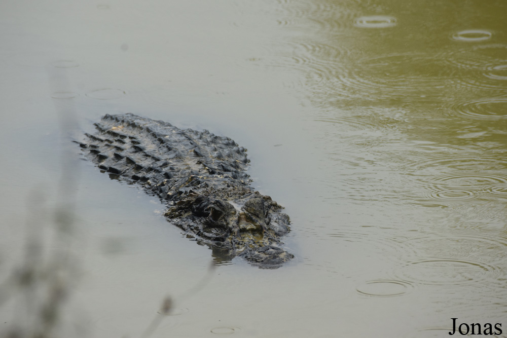 Melanosuchus niger