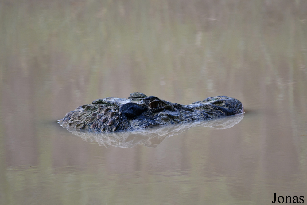 Melanosuchus niger