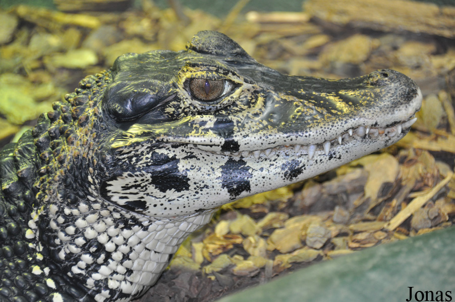 Melanosuchus niger