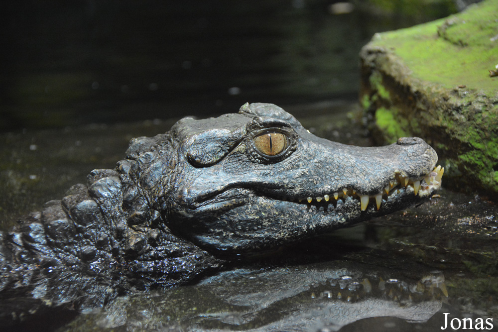 Paleosuchus palpebrosus