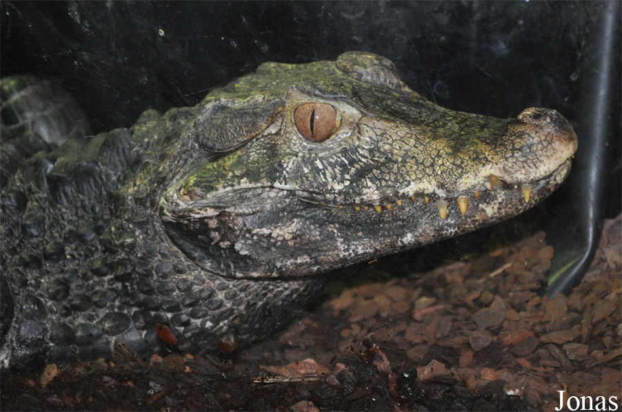 Paleosuchus palpebrosus