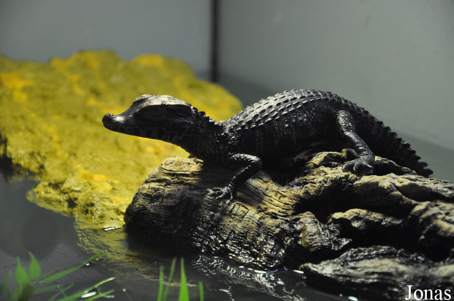 Paleosuchus palpebrosus