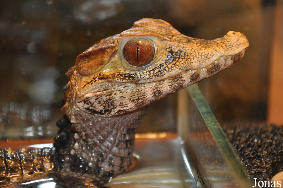 Paleosuchus palpebrosus
