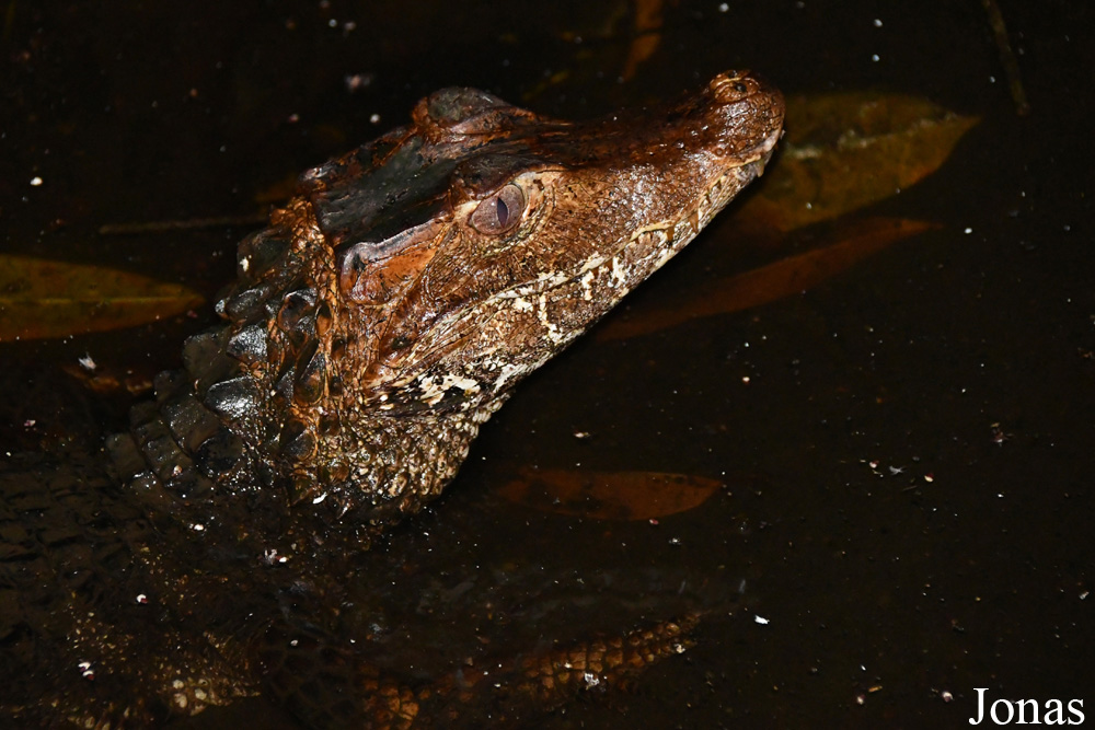 Paleosuchus palpebrosus