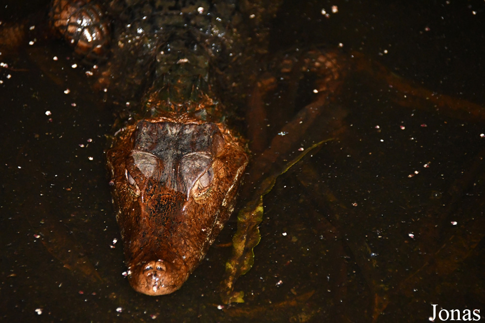 Paleosuchus palpebrosus