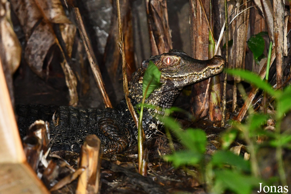 Paleosuchus palpebrosus