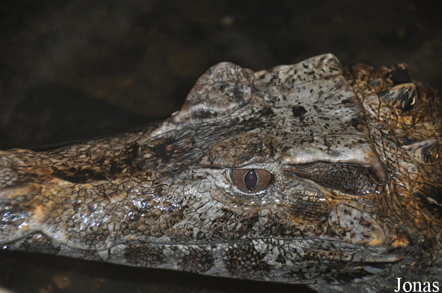 Paleosuchus trigonatus