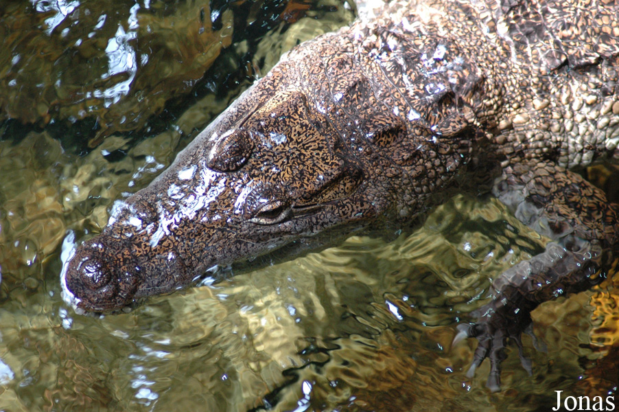 Crocodylus moreletii