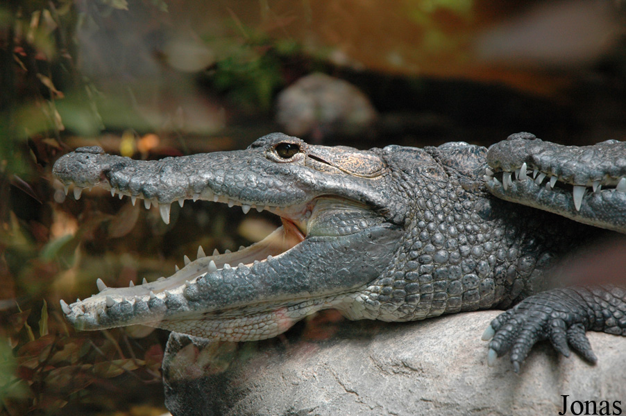 Crocodylus moreletii