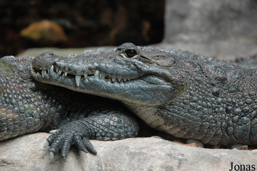 Crocodylus moreletii