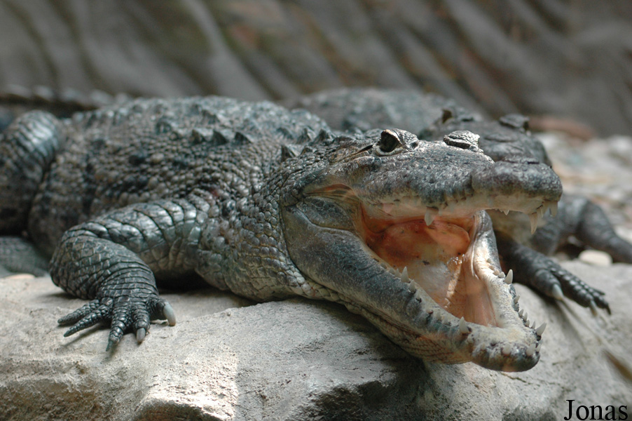 Crocodylus moreletii