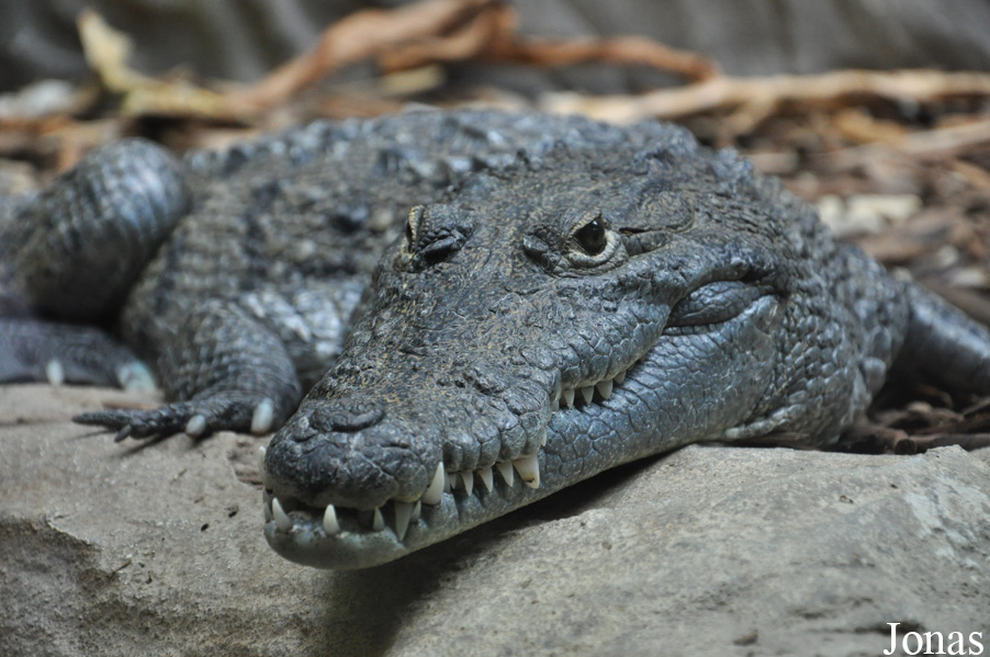 Crocodylus moreletii