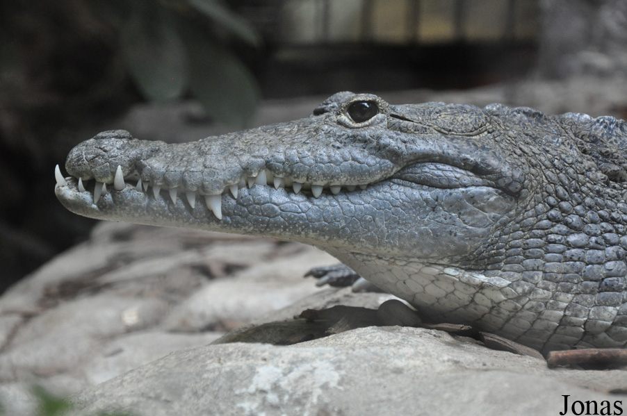 Crocodylus moreletii