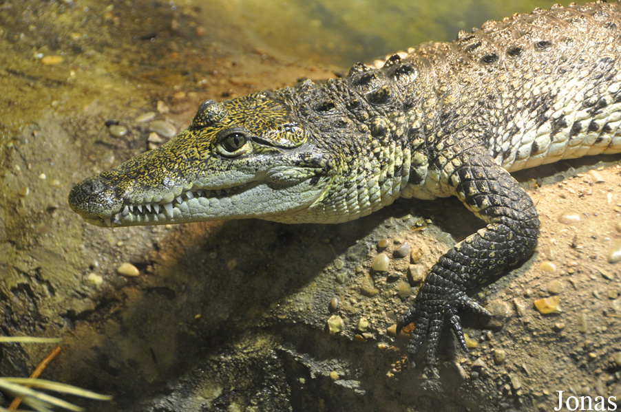 Crocodylus moreletii