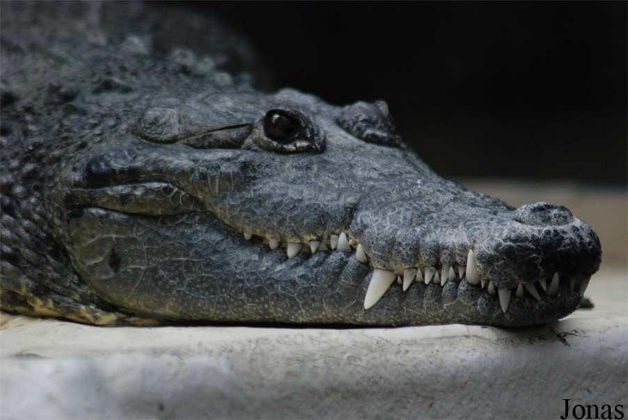 Crocodylus moreletii