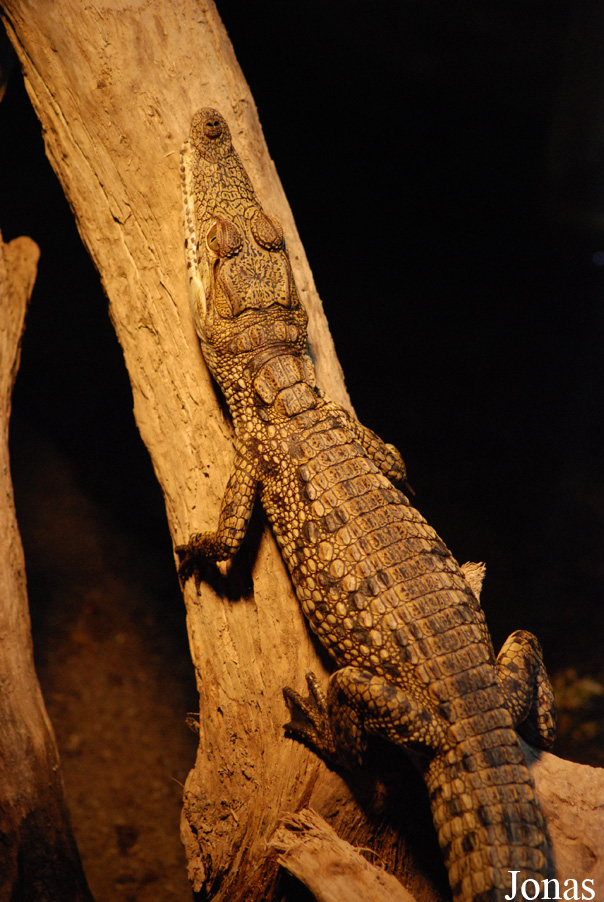Crocodylus niloticus