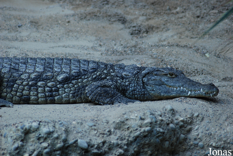 Crocodylus niloticus