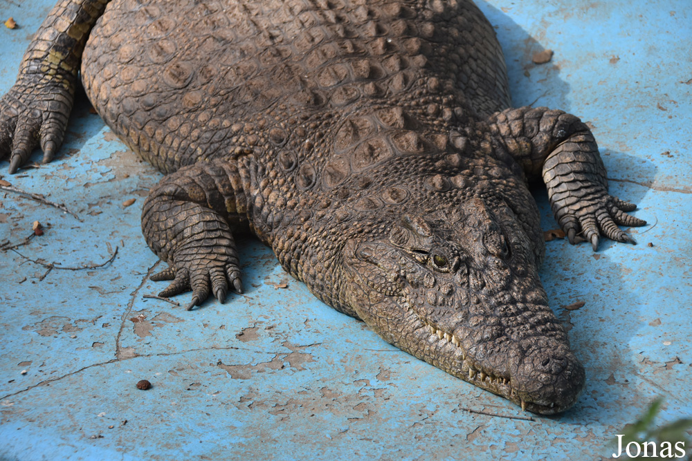Crocodylus niloticus