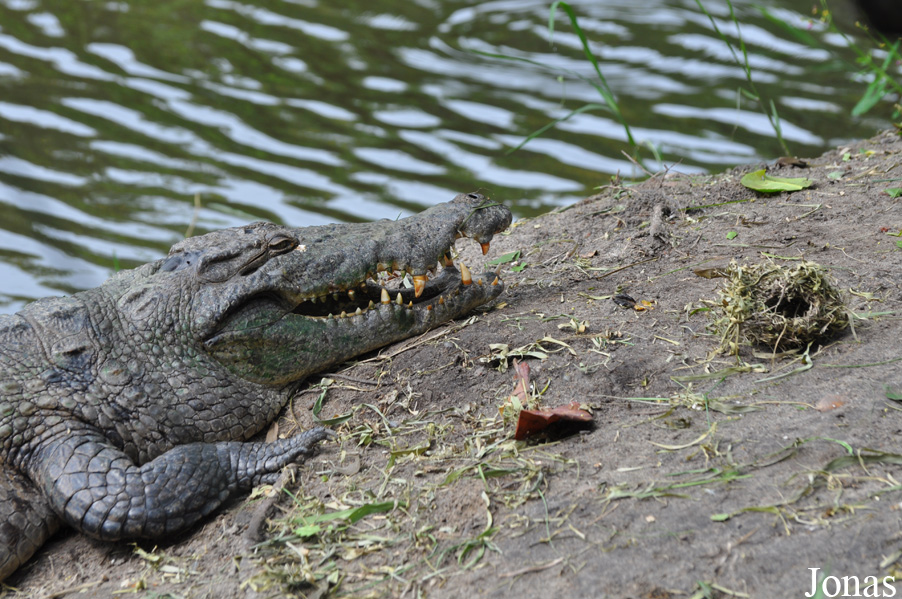 Crocodylus niloticus