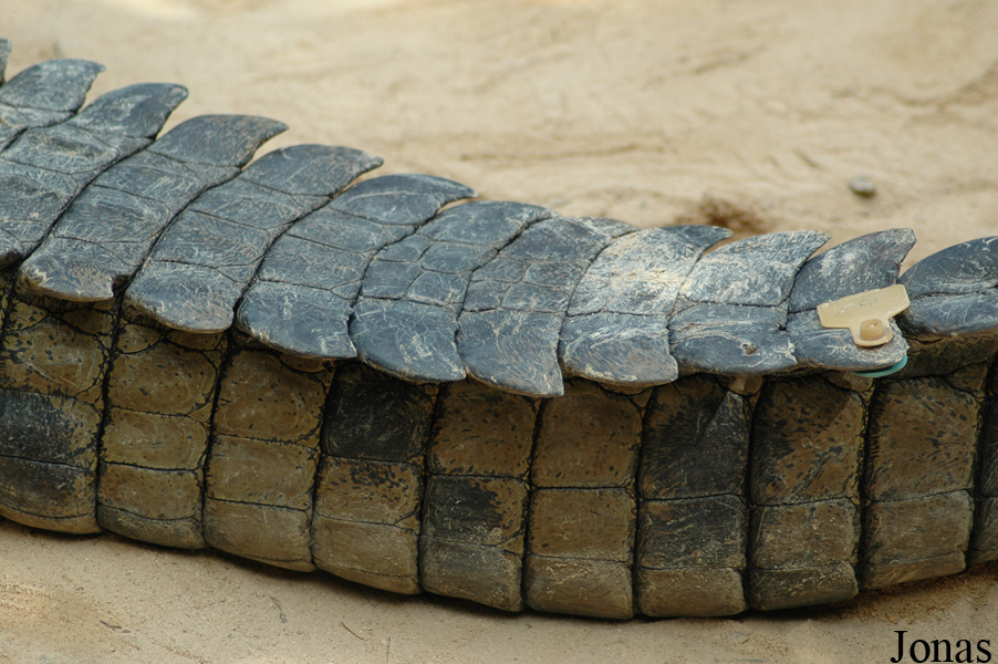 Crocodylus niloticus