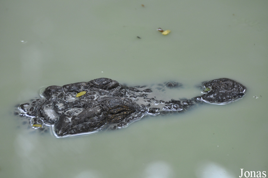 Crocodylus niloticus