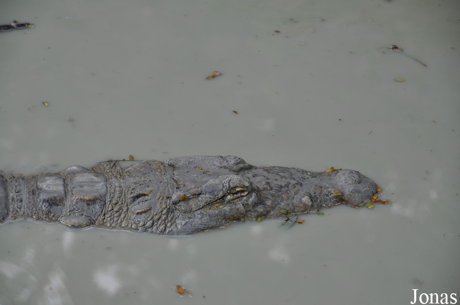 Crocodylus niloticus