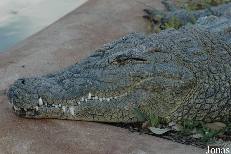Crocodylus niloticus