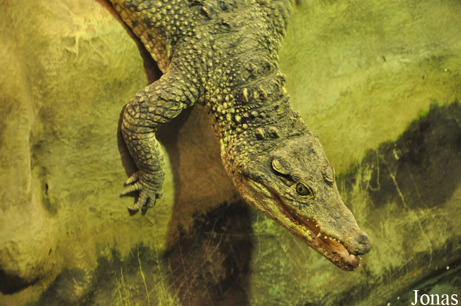 Crocodylus rhombifer