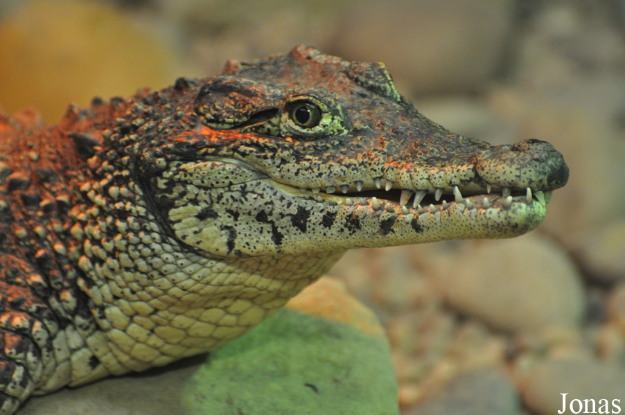 Crocodylus rhombifer