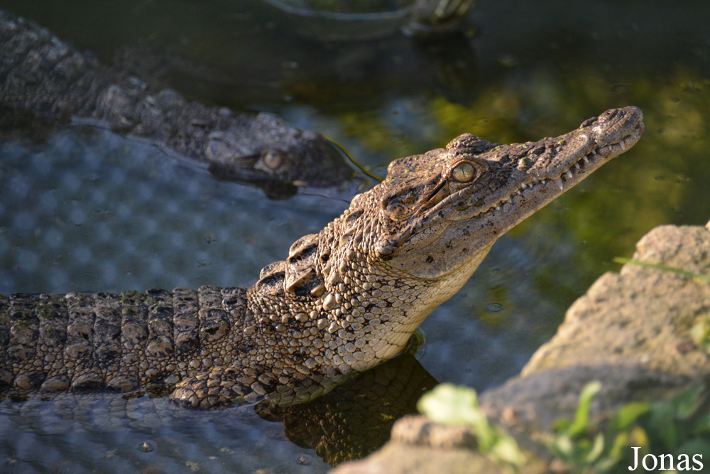 Crocodylus rhombifer