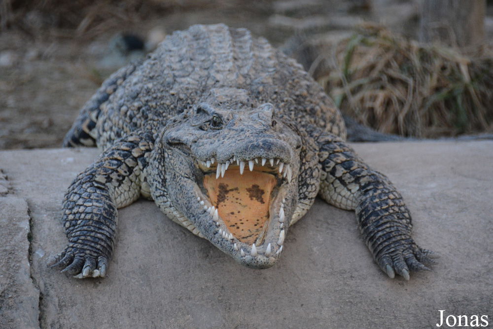 Crocodylus rhombifer