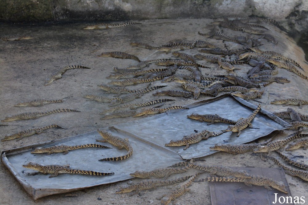 Crocodylus rhombifer