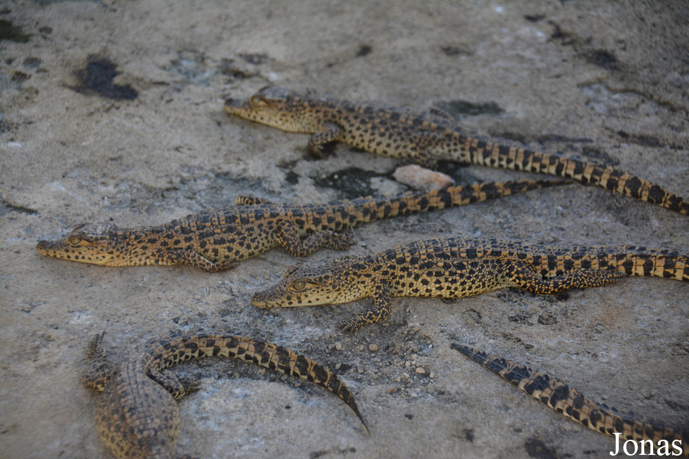 Crocodylus rhombifer