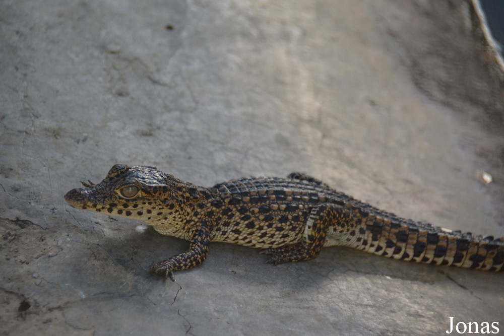 Crocodylus rhombifer