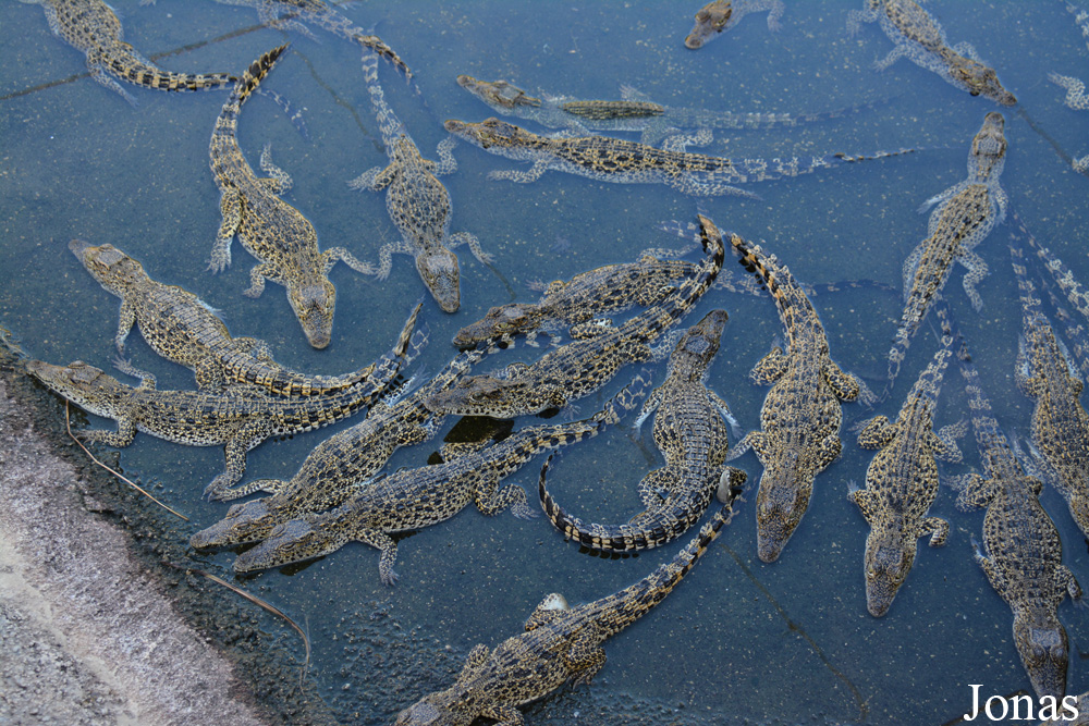 Crocodylus rhombifer