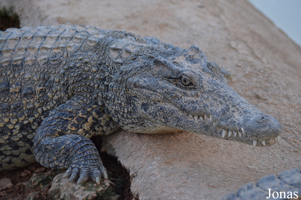 Crocodylus rhombifer