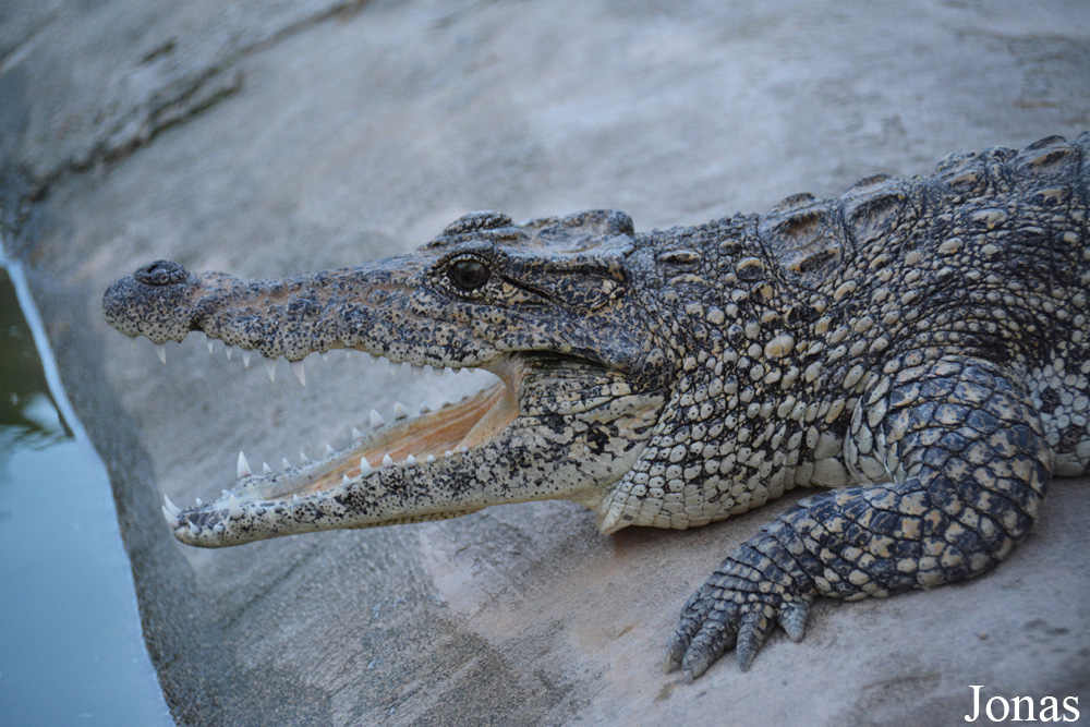 Crocodylus rhombifer