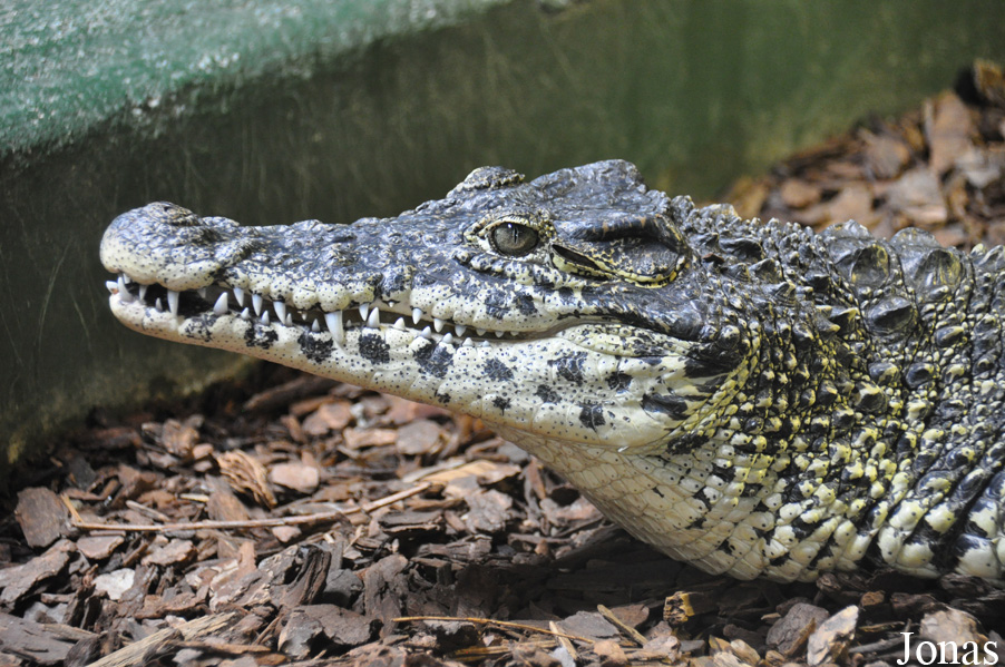 Crocodylus rhombifer