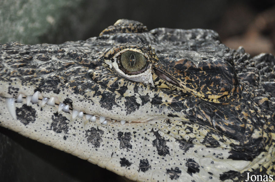 Crocodylus rhombifer