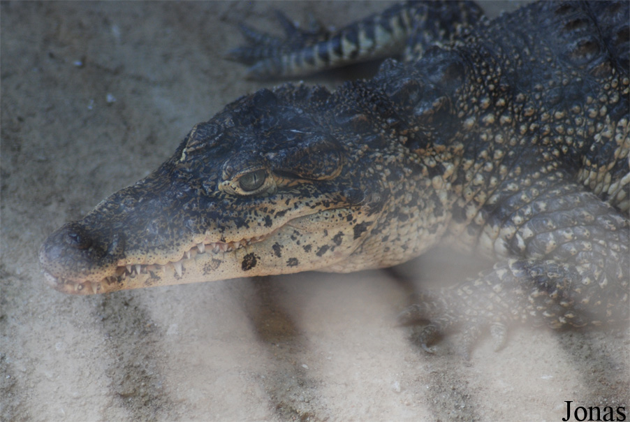 Crocodylus rhombifer