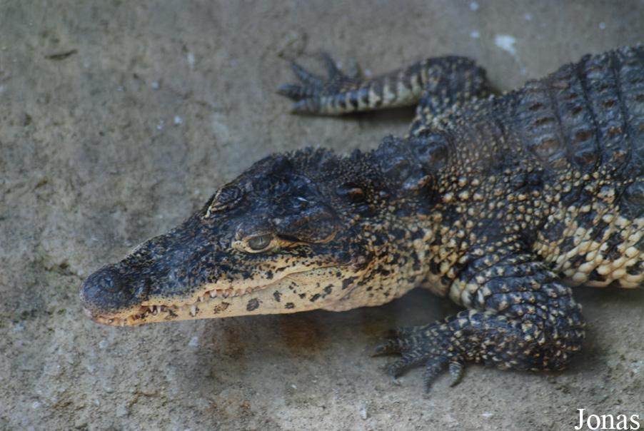 Crocodylus rhombifer